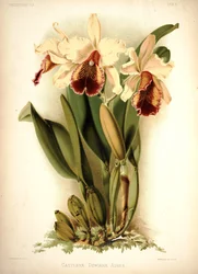 Cattleya de Dow